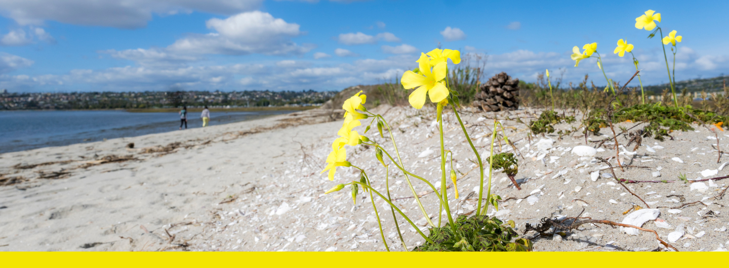 SHW Resources with flower background